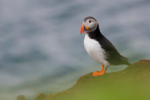 Atlantic Puffin (Fratercula arctica), adult standing on the ground with sea in background Atlantic Puffin (Fratercula arctica), adult standing on the ground with sea in background
